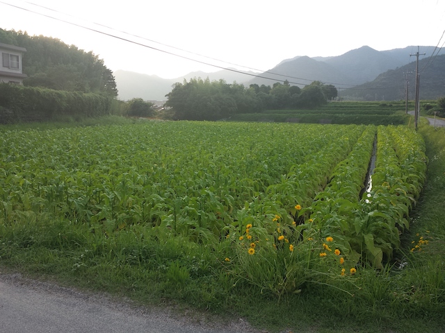 ファイル:20150701 184523.jpg