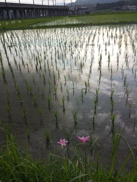 ファイル:20150701 183519.jpg